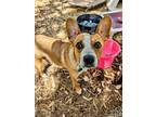 Adopt Jane a Australian Cattle Dog / Blue Heeler, Mixed Breed