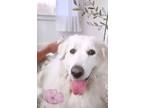 Adopt Bubbles a Great Pyrenees