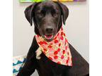 Adopt Aviva a Black Labrador Retriever