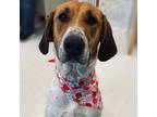 Adopt Amiah a Coonhound