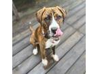 Adopt Zoe Bug a Boxer, Plott Hound