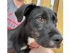 Adopt Irma Gerd a Airedale Terrier, Catahoula Leopard Dog