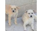 Adopt Six & Seven a Mixed Breed