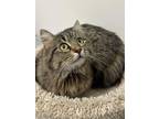 Adopt Affogato a Maine Coon, Domestic Long Hair