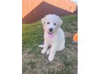 Adopt Junebug a Great Pyrenees, Australian Cattle Dog / Blue Heeler