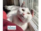 Adopt Alma a Domestic Short Hair