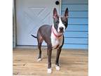 Adopt Crystal a American Staffordshire Terrier