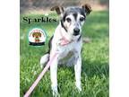 Adopt Cornelia "Sparkles" a Terrier, Mixed Breed