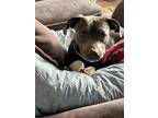 Adopt Xena A162835 a Pit Bull Terrier