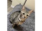 Adopt Tipsy a Domestic Short Hair