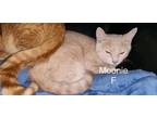 Adopt Moonie a Domestic Short Hair