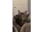 Adopt Scampi a American Shorthair