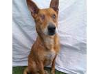 Adopt Megan a Basenji