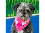 Adopt Leia a Shih Tzu