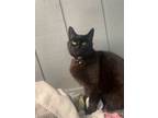 Adopt Bubbles a Domestic Short Hair