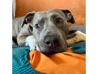 Adopt Pie Pie a Pit Bull Terrier