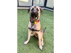 Adopt Spring a Anatolian Shepherd