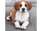 Adopt Bella a Beagle, Labrador Retriever