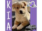 Adopt Kia - Vehicle Litter a Labrador Retriever, Pit Bull Terrier