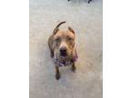 Adopt Gemma a Pit Bull Terrier