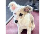 Adopt Harvey a Shepherd, Australian Cattle Dog / Blue Heeler