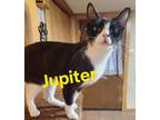 Adopt Jupiter a Domestic Short Hair