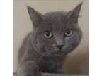 Adopt Aria, Autumn, Ashley & Addison a British Shorthair