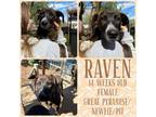 Adopt Raven a Great Pyrenees, Newfoundland Dog