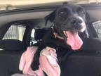 Adopt Negri a Labrador Retriever