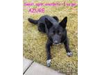 Adopt AZURE a Shepherd