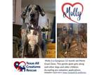 Adopt Molly a Great Dane