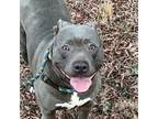 Adopt Angel a American Staffordshire Terrier