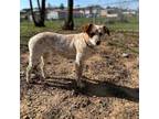 Adopt Quinn a Australian Cattle Dog / Blue Heeler