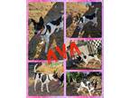 Adopt Ava a Fox Terrier