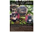 Adopt Dolly and friends a Domestic Short Hair