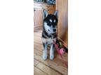 Adopt Missy a Eskimo Dog