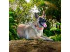 Adopt Cherry a German Shepherd Dog, Belgian Shepherd / Malinois