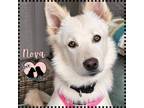 Adopt Nova a Siberian Husky