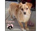 Adopt Pepper a Papillon