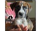 Adopt Dixie a Boxer, Australian Cattle Dog / Blue Heeler
