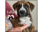 Adopt Tully a Boxer, Australian Cattle Dog / Blue Heeler
