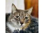 Adopt Mila a American Shorthair