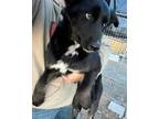 Adopt Lucy a Collie, Mixed Breed