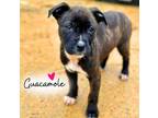 Adopt Guacamole a Boxer, Pit Bull Terrier