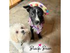 Adopt Black Bean a American Staffordshire Terrier, Mixed Breed