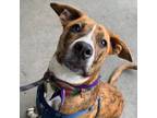 Adopt Yammie a Pit Bull Terrier, Rhodesian Ridgeback