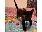 Adopt Bonnie a Domestic Short Hair