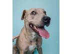 Adopt Sadie a Catahoula Leopard Dog, Shar-Pei