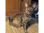 Adopt ASHLEY a Tortoiseshell, American Shorthair