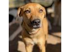 Adopt Lucy a Catahoula Leopard Dog, Black Mouth Cur
